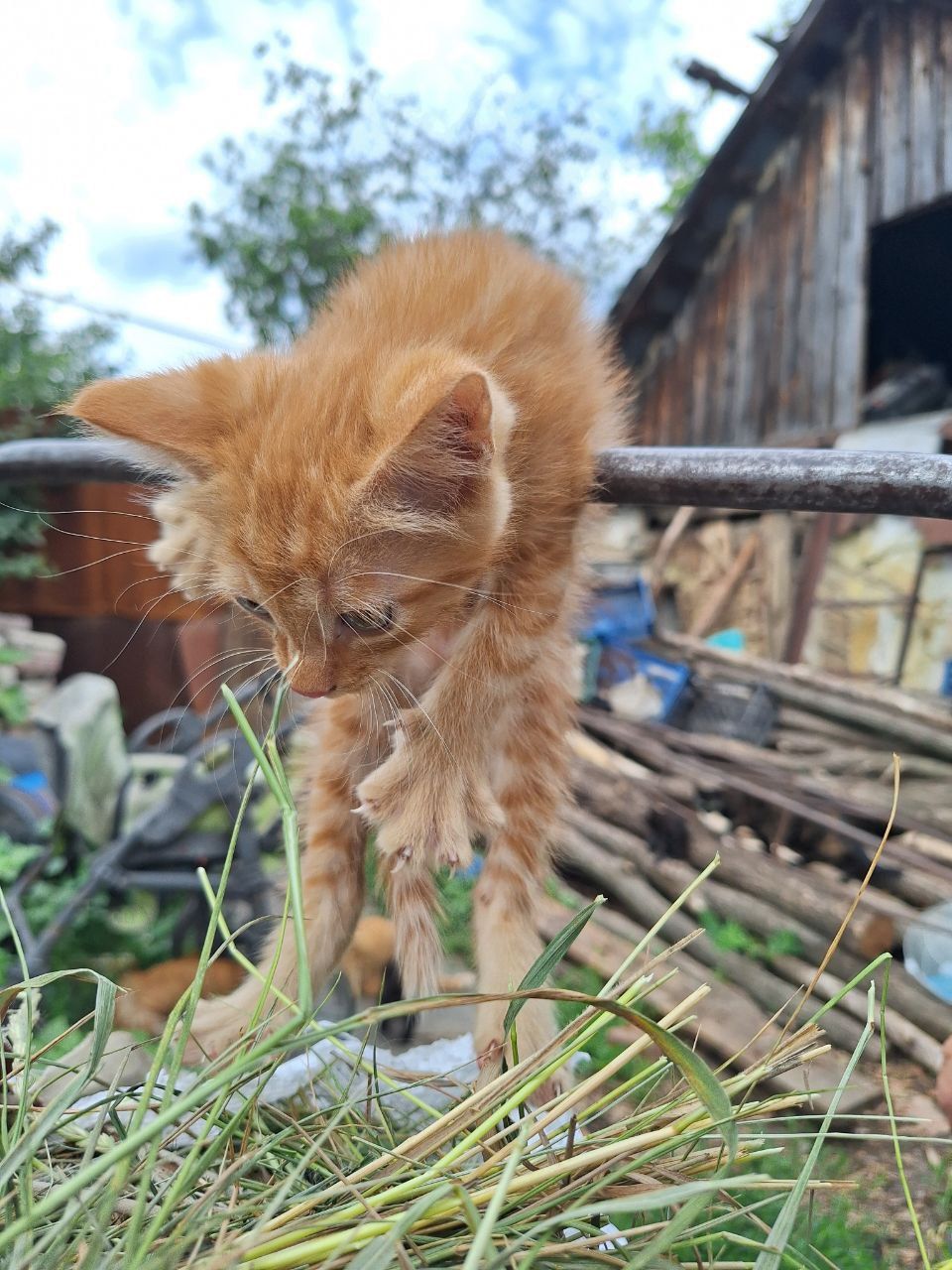 Рыжий котёнок мальчик ищет дом! Отдам в хорошие руки!