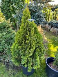 THUJA Żywotnik zachodni JANED GOLD 80-90 cm BRYŁA