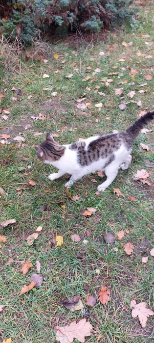 Pan kotek szuka swojego człowieka