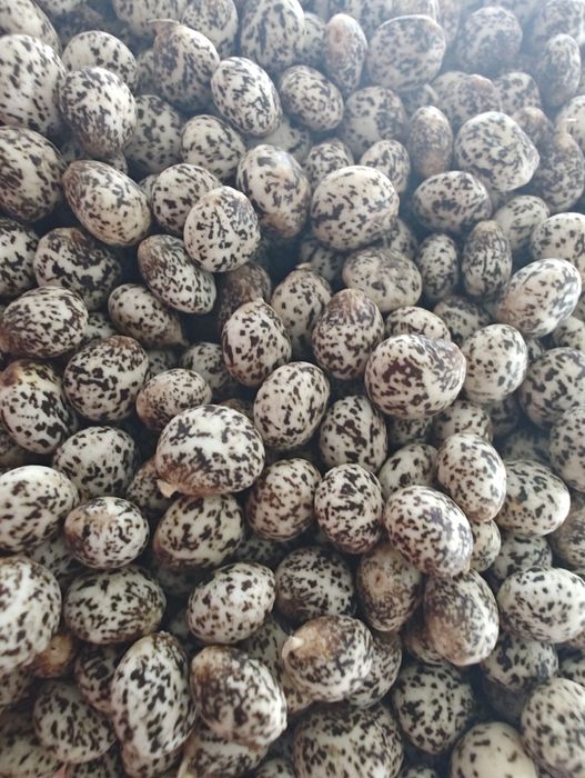 Łubin słodki mister szerokolistny żółty