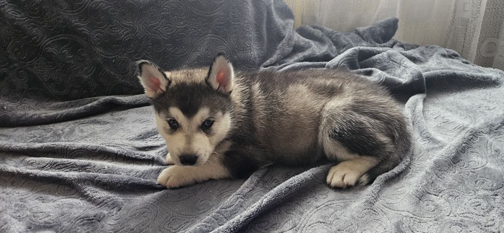 Piesek Siberian Husky