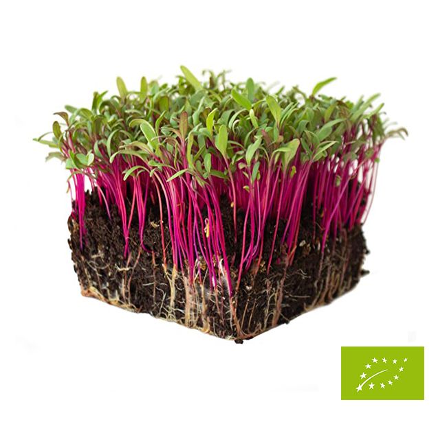 Sementes para Micro Vegetais (Micro greens)