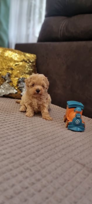 Супер мальчик !Мальтипу!