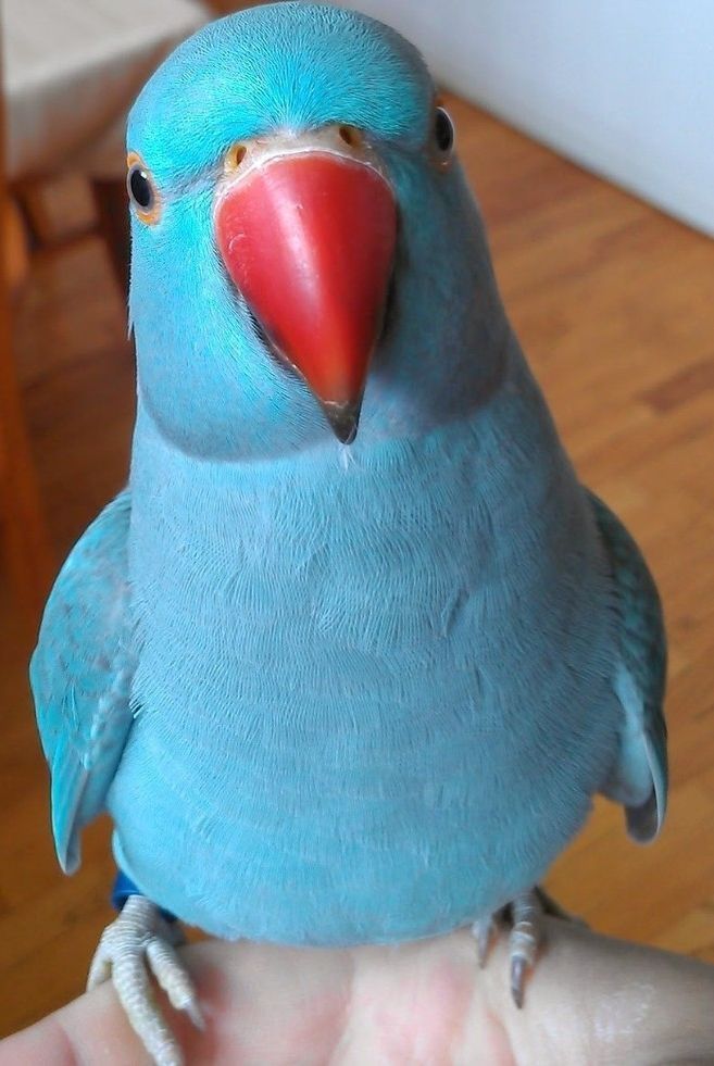 Venho ring neck tenho todas as cores