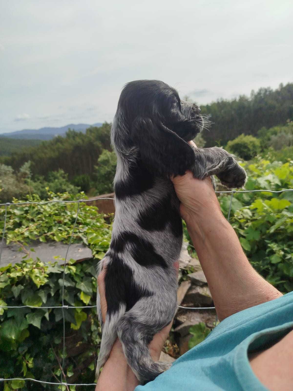 Cocker Spaniel Femea