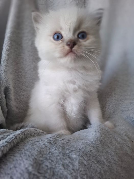 RAGDOLL Chłopiec blue mitted lynx mruczuś FPL