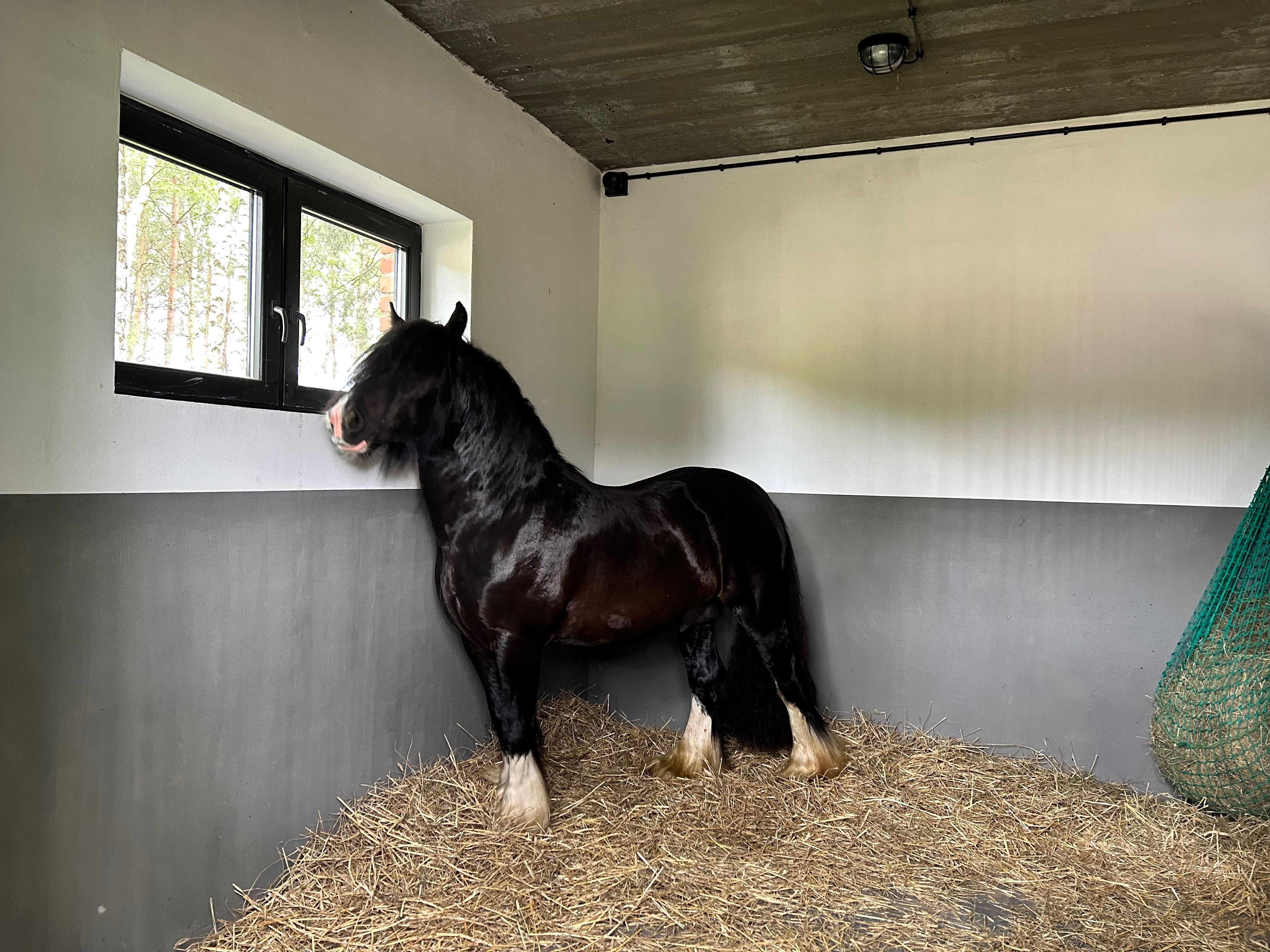 Stanówka Irish Cob / Tinker Ponpon ze Sedmi Dvoru