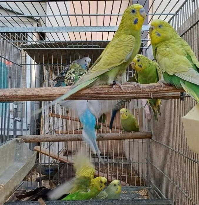 Lote de Periquitos Australianos