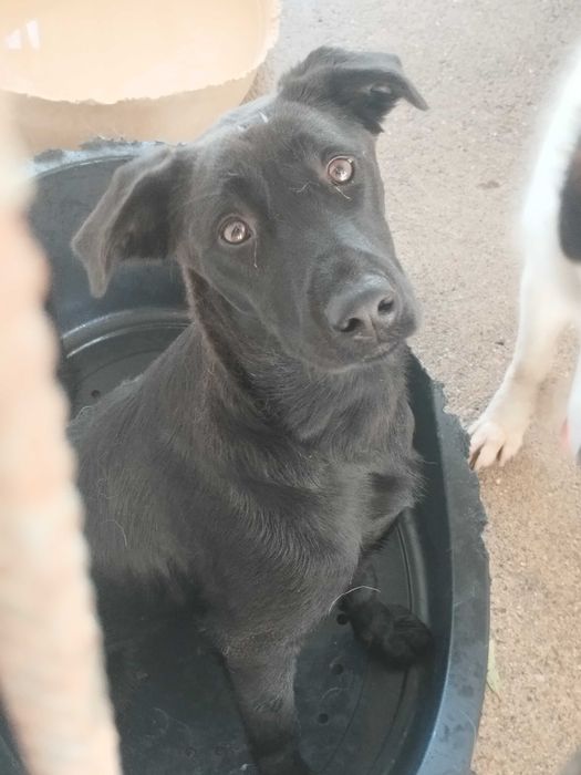 TESI (Fêmea, 6 Meses) Para Adoção