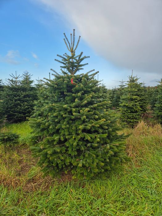 Jodła kaukaska w donicy
