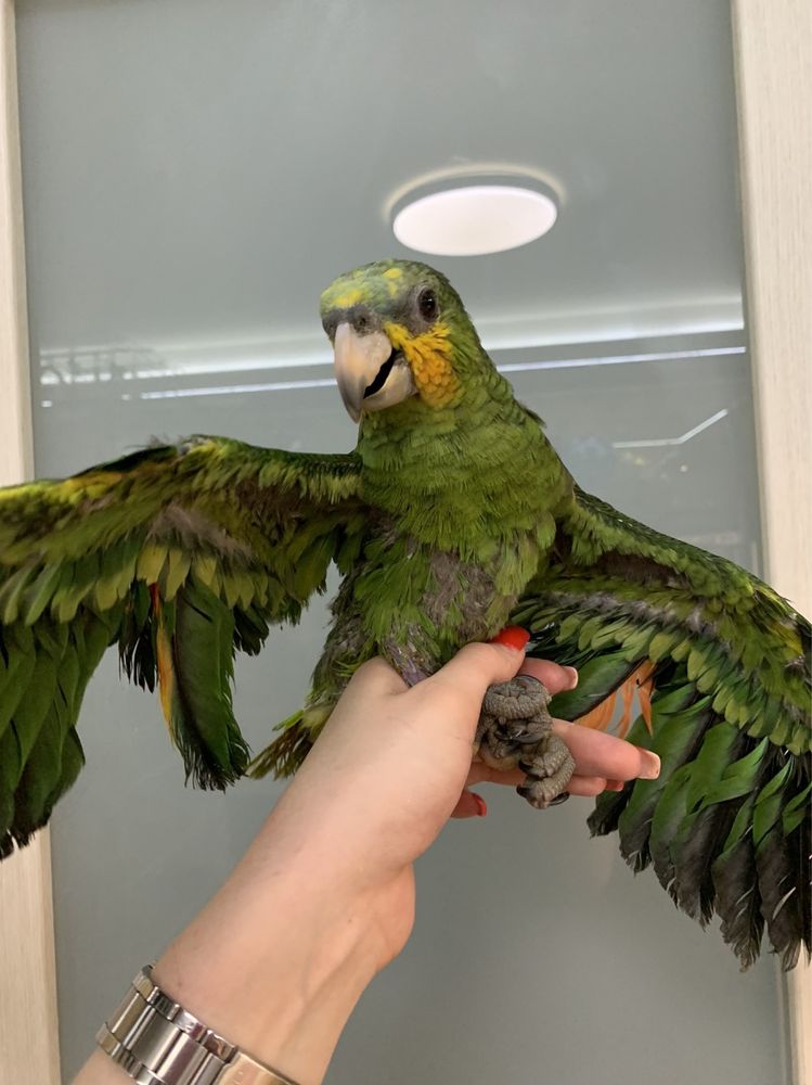 Говорящий попугай амазон venesuela русные птенцы выкормыши