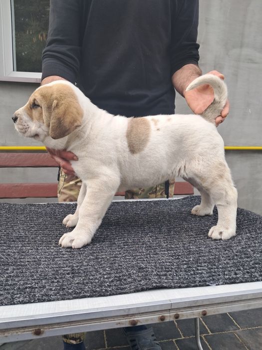 Owczarek Środkowoazjatycki