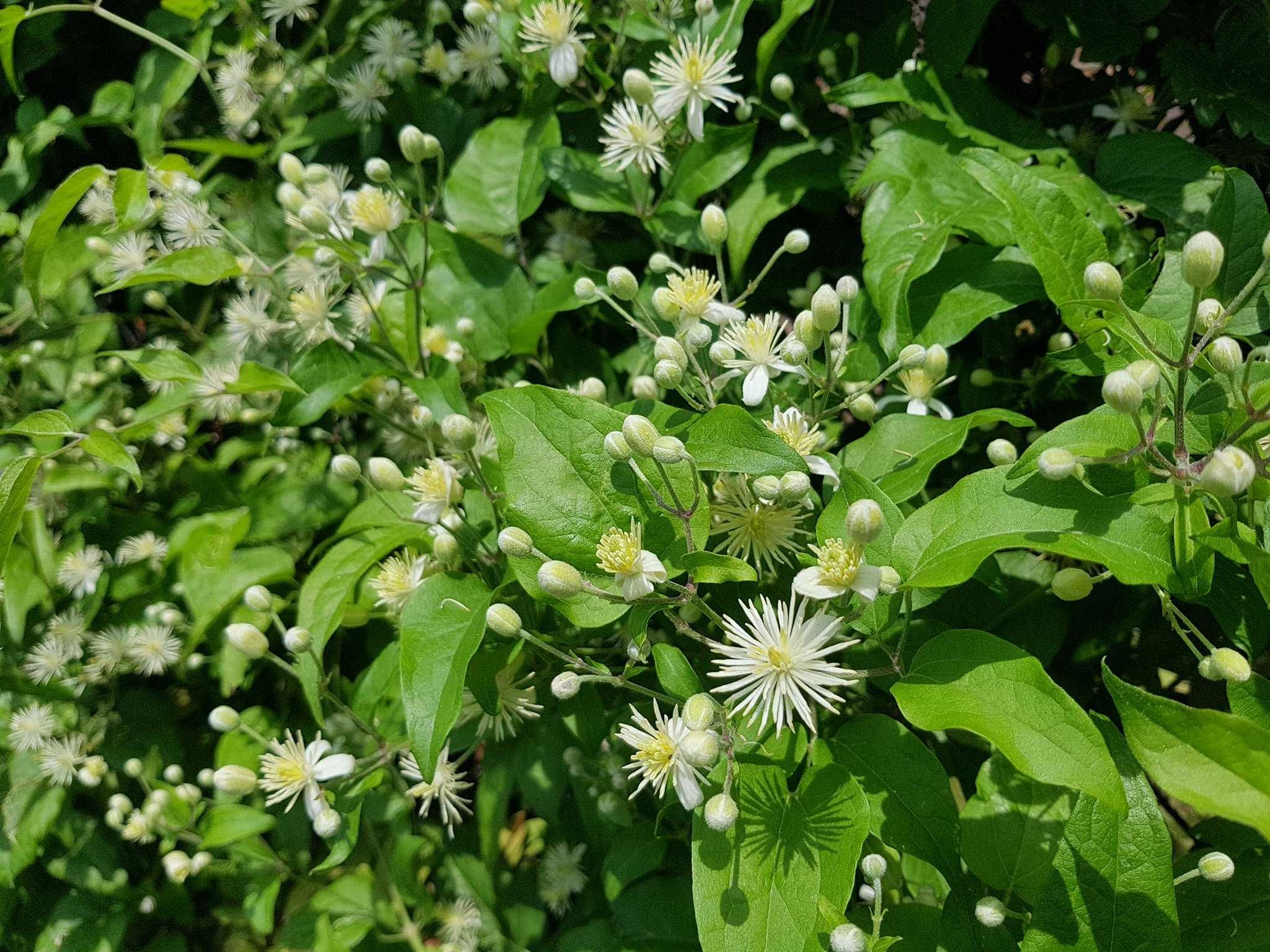 Powojnik bylinowy clematis 2 szt. P9 K10