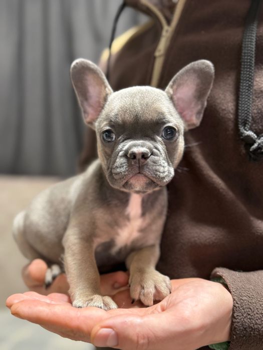 Маленька кнопочка французького бульдога