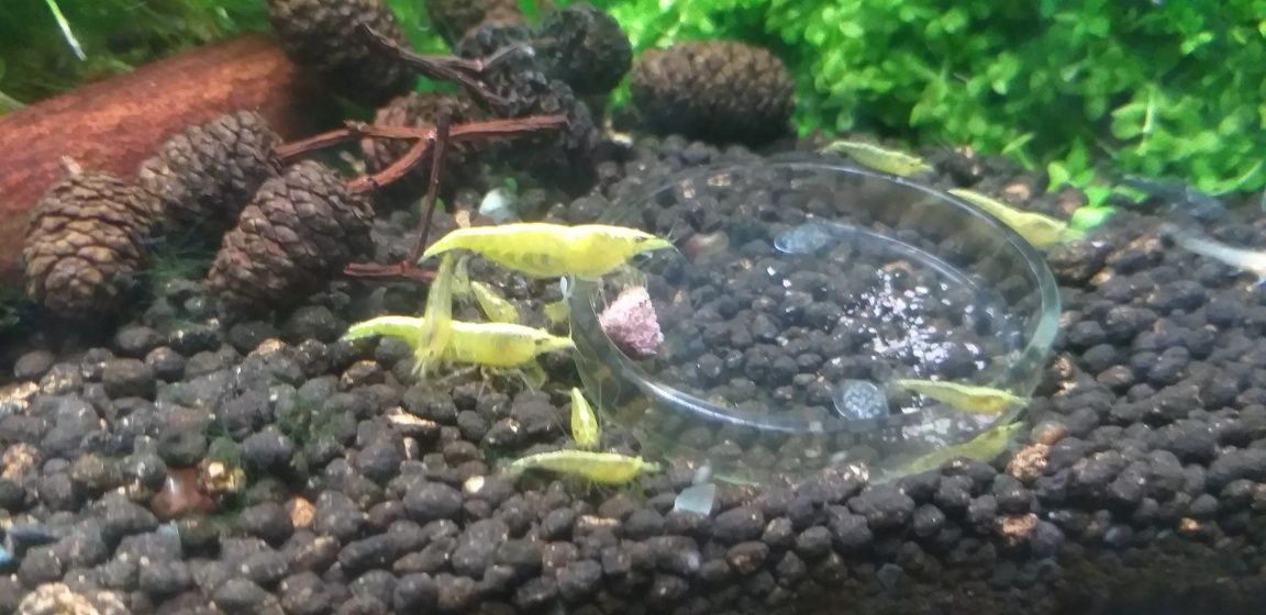 Neocaridina Yellow Neon. Krewetki Żółte.