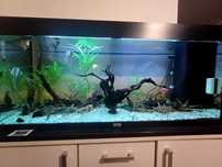 Sprzedam akwarium 240 l Juwel