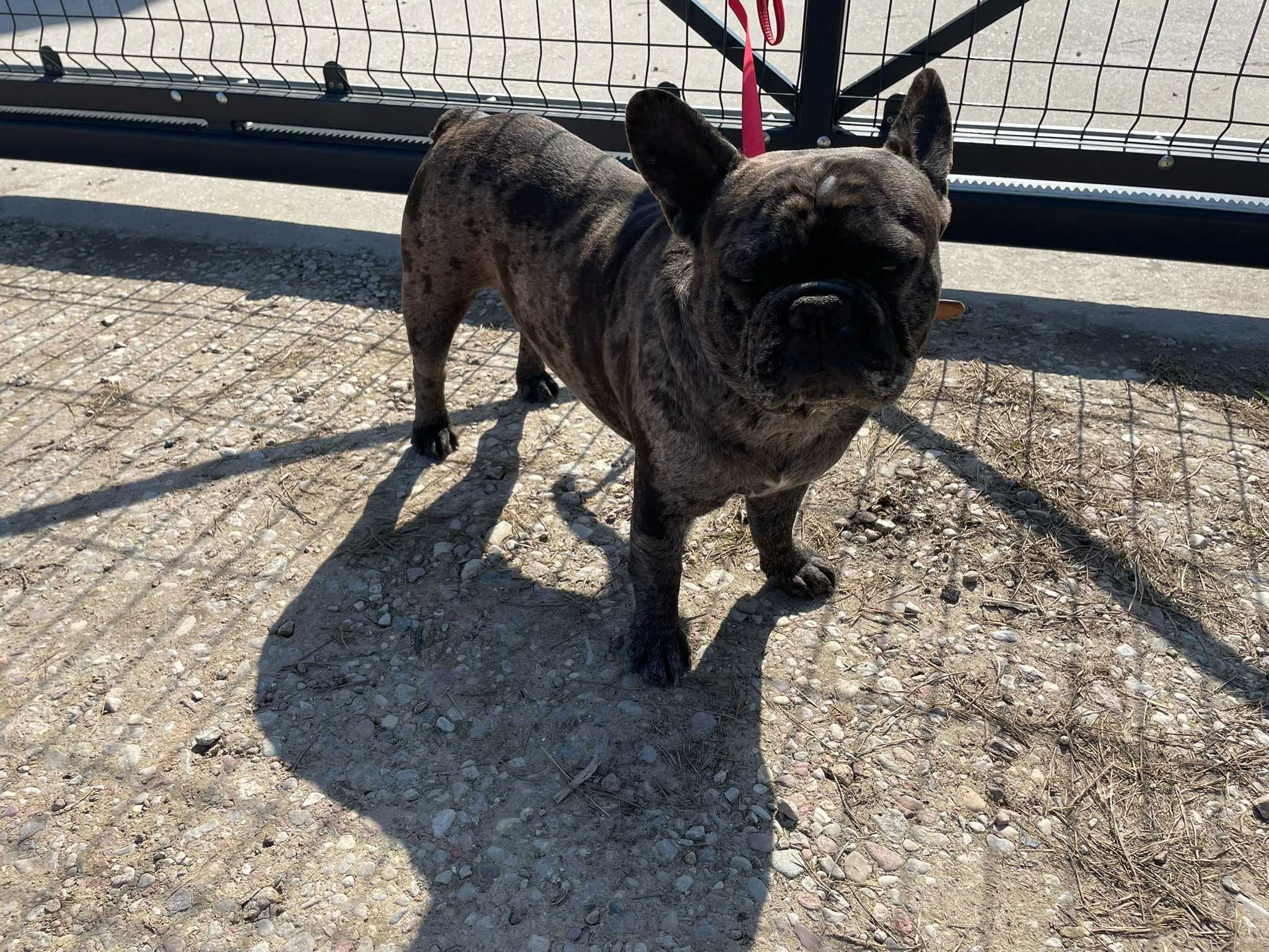 Buldog Francuski, pies Buldoga Francuskiego nie SUKA