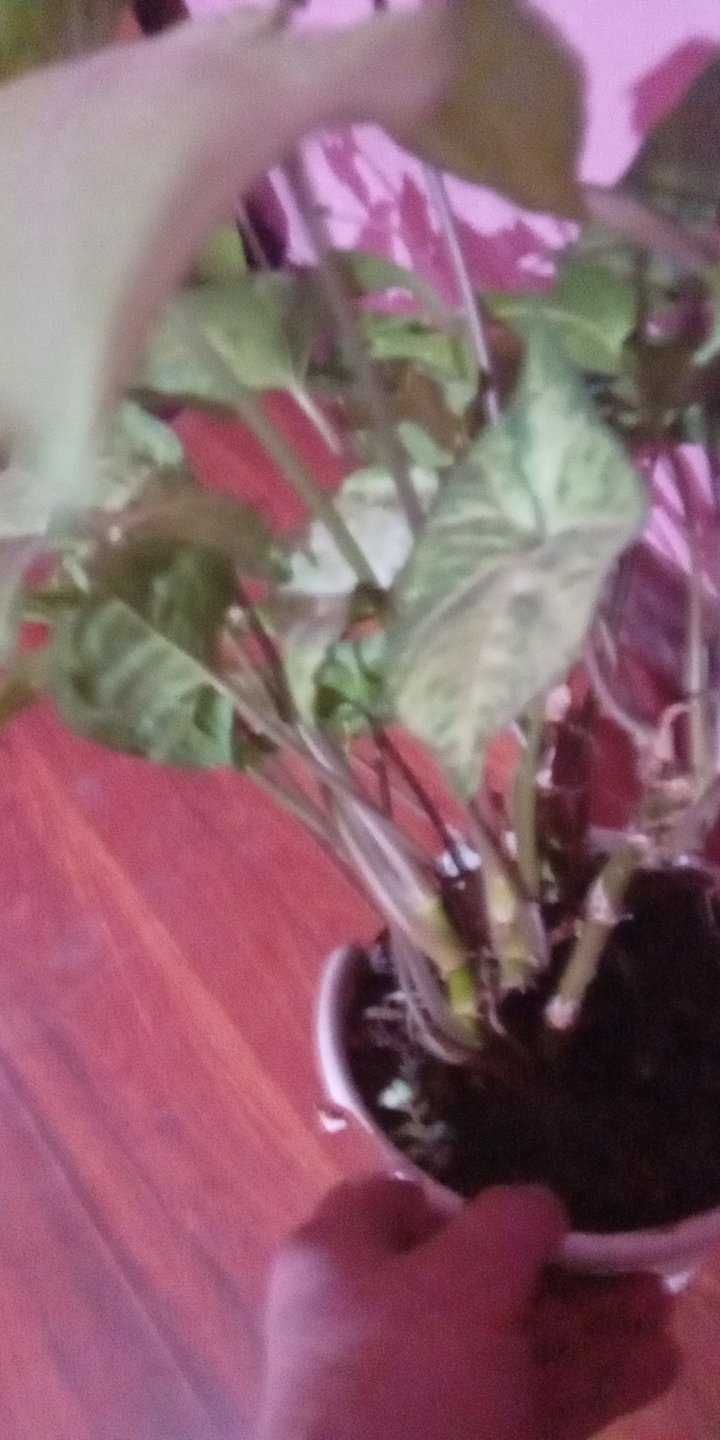 Комнатное растение сингониум