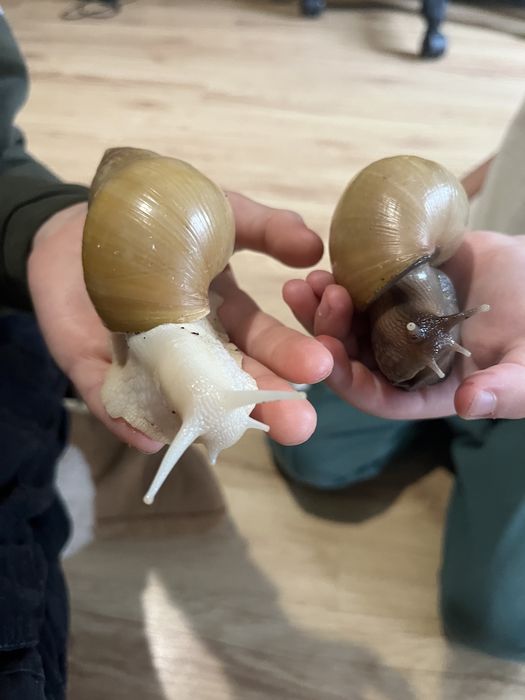 Ślimaki afrykańskie