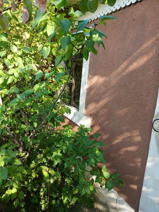 Дача біля термального басейну в Берегові з садовою ділянкою 6.5 соток