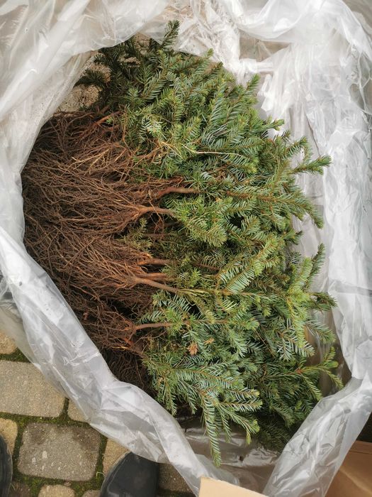 Sadzonki jodła Nordmann i Nobilis do 25 cm