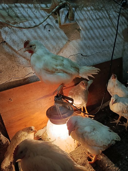 Продам півників молодих