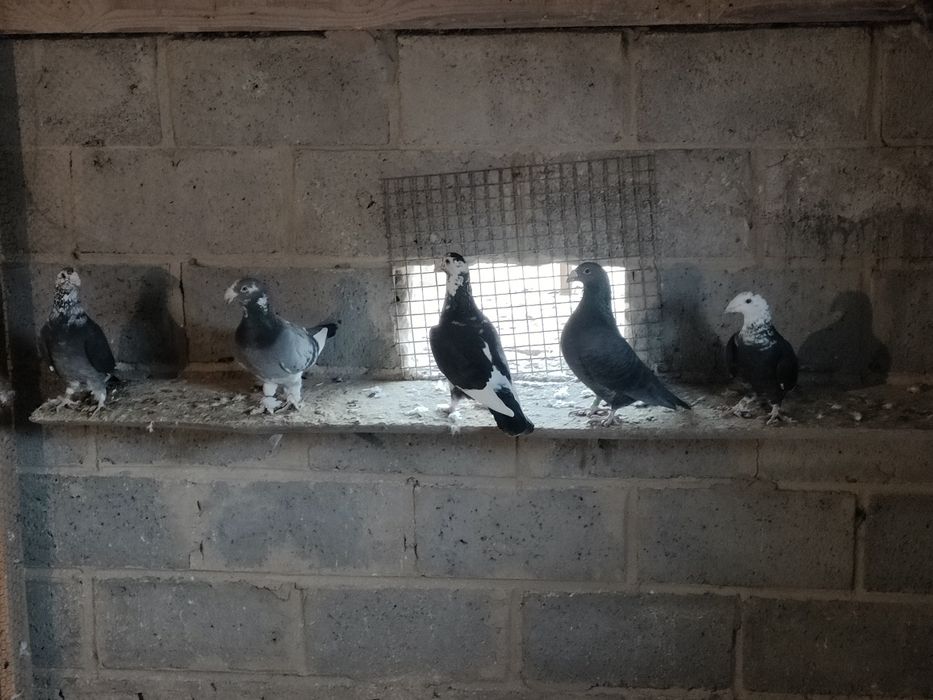 Gołębie staropolskie