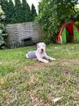 American Staffordshire Terrier