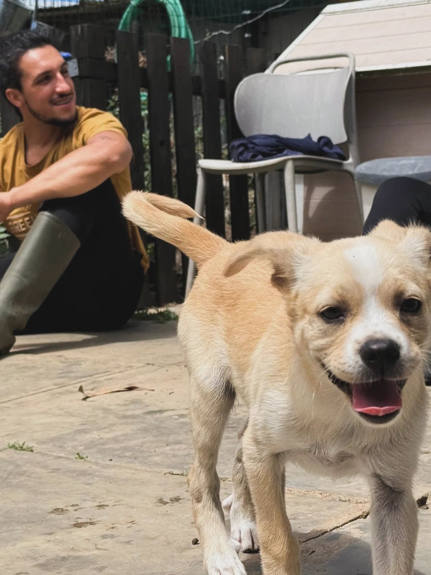 Abella. Para adopção