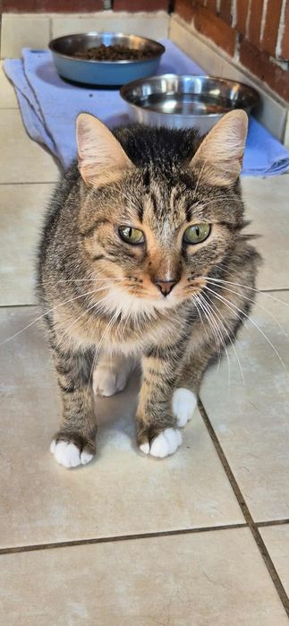 Cudowna kotka do adopcji