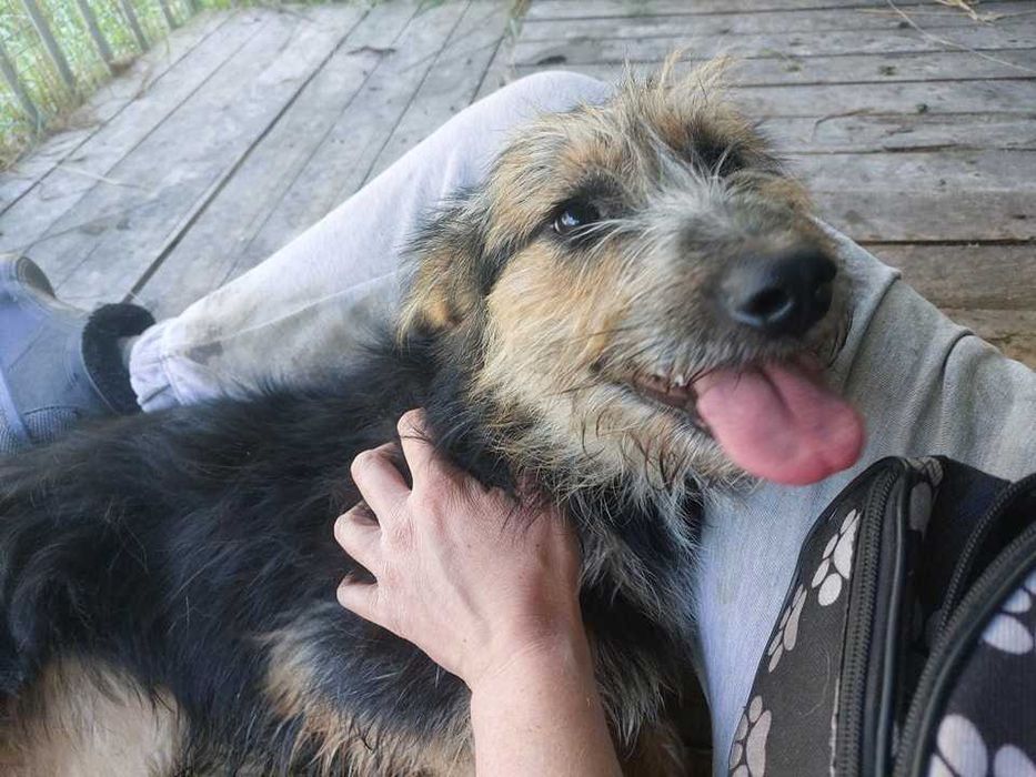 Gwiazdka szuka kochającego domku!