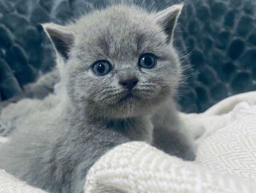 Koty brytyjskie krótkowłose niebieskie