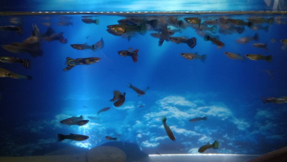 Rybki Gupiki sprzedam