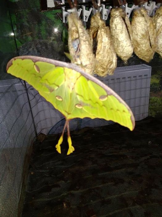 Подарункові набори з лялечками метеликів