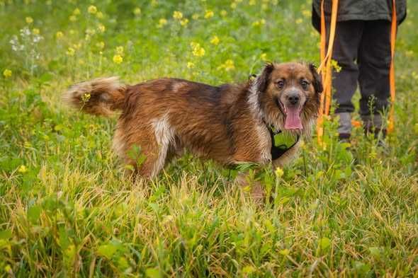 Młody przyjazny Krokiet szuka domku