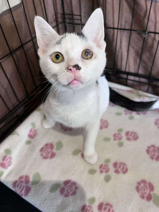 SERNIK I SZARLOTKA - brzydkie małe kotki :(