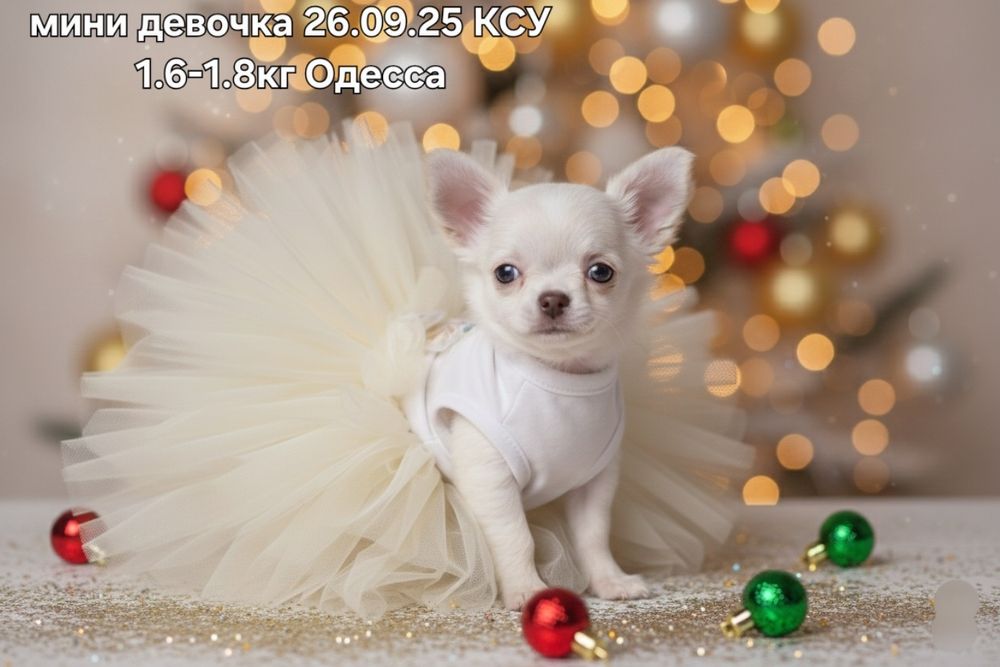 Потрясающая мини девочка КСУ