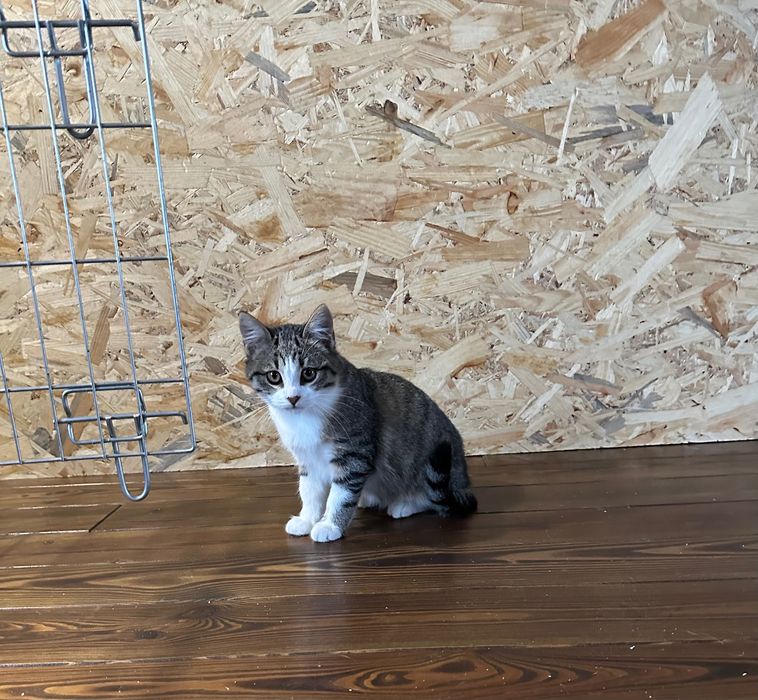 Маленькая кошечка. 3,5 мес срочно дом. Котик котята отдам котенок