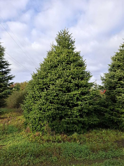 Jodła Kaukaska Cięta 400-500 cm lub w donicy 100-180 cm/ TuChoinki.pl