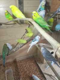 Papużki faliste papugi kolorowe