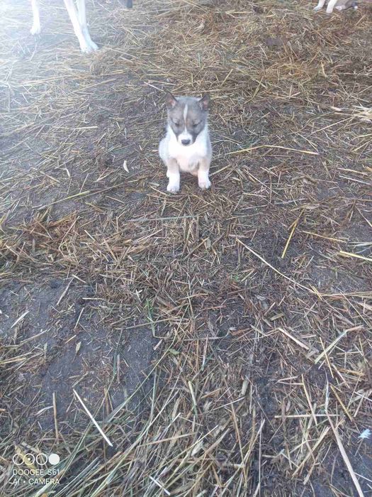 Продаються щенки зсл. Від робочих батьків!