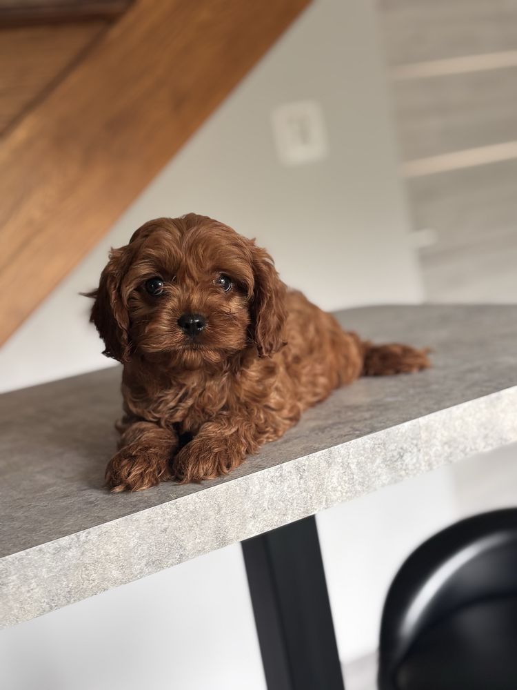 Cavapoo pudel toy rezerwacja!