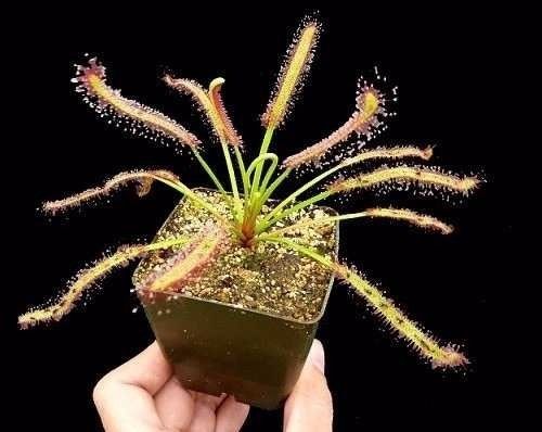 50 sementes de Drosera capensis - Planta Carnívora