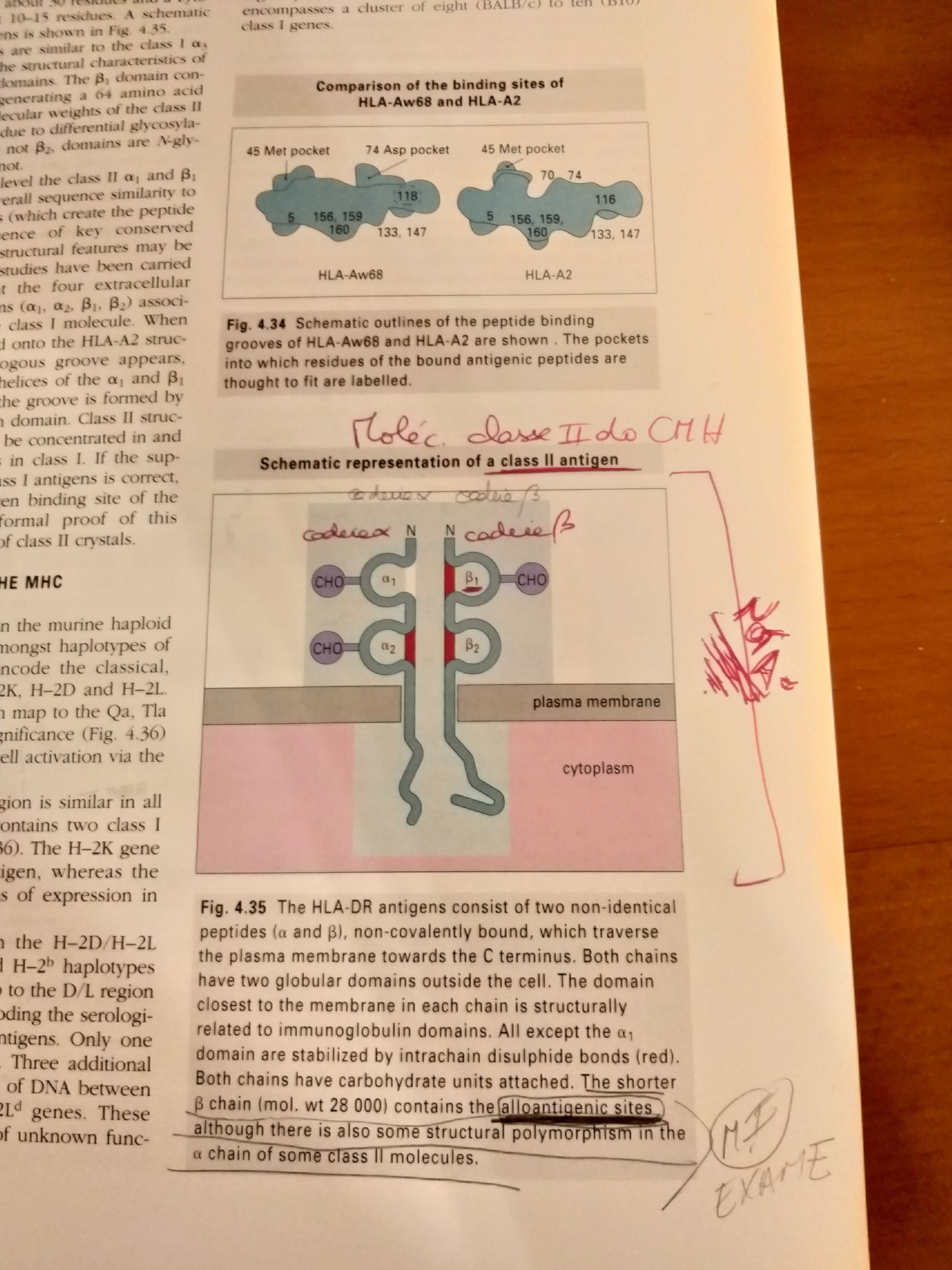 Livro em inglês Immunology 3 edição Ivan R., Jonathan B e David M.