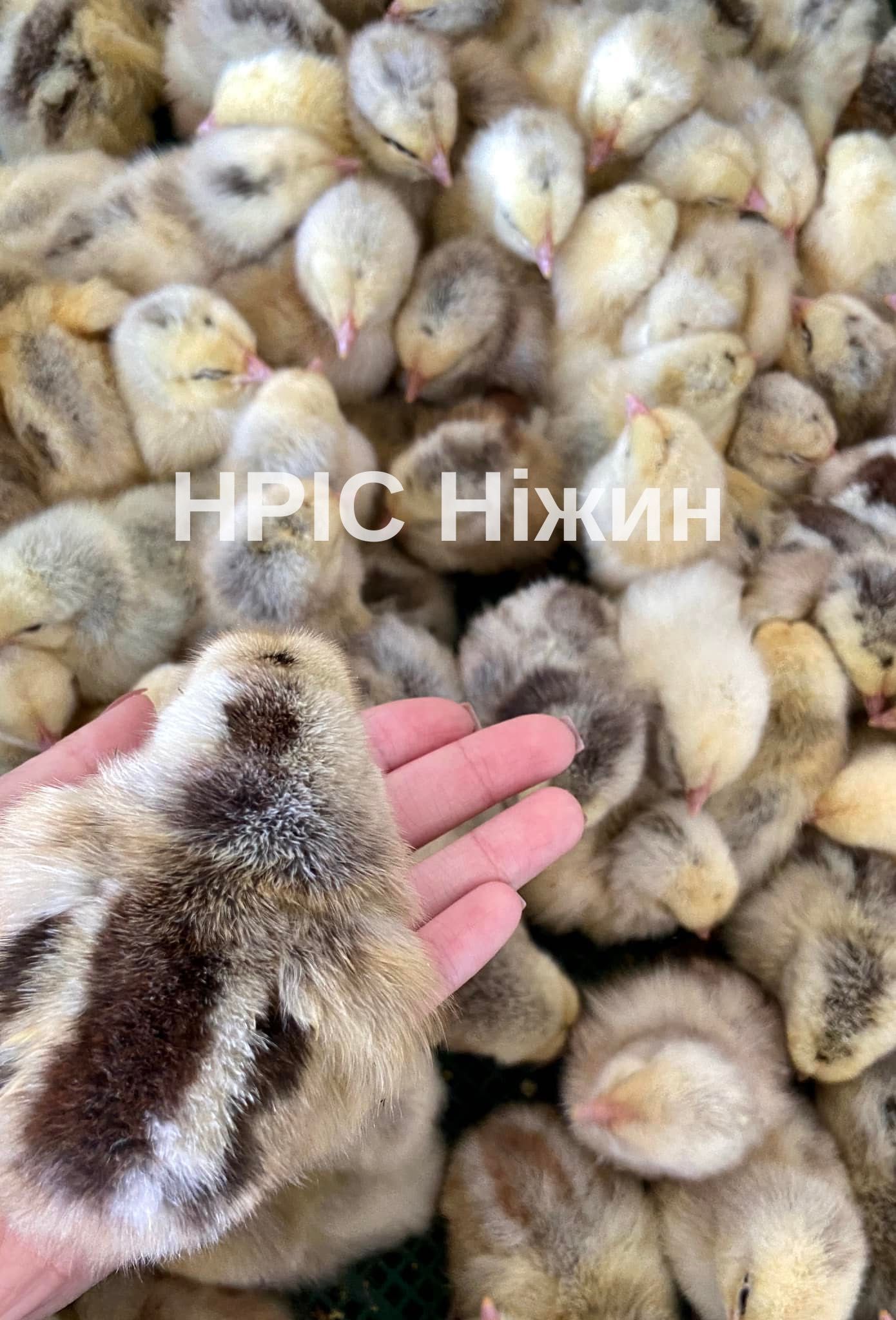Ніжинський інкубатор, бройлер, мастер, триколор, долматинець