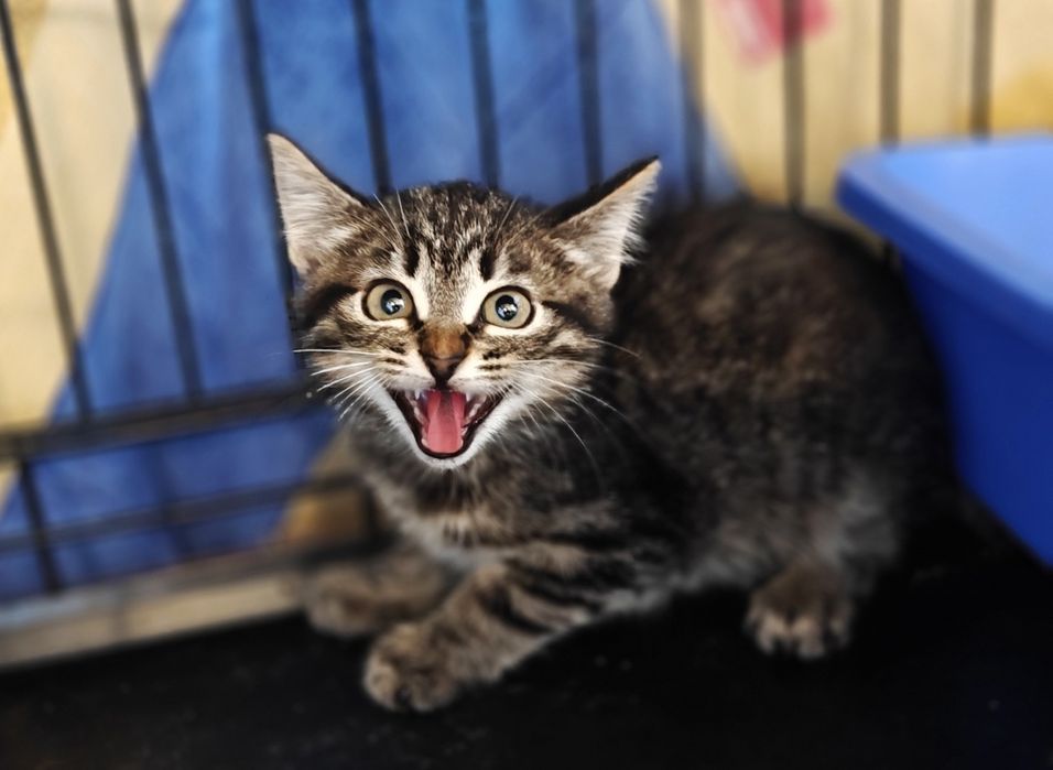 Табі кошеня Бося, 2 міс. Полосате кішечка, кішка.