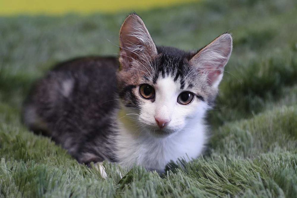 Сором'язливий Лукас в очікуванні родини! (Кіт, 3 міс. Врятований з вул