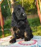 Piesek Cocker Spaniel Angielski ZKwP FCI