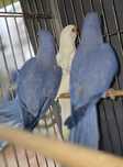 Ring Neck violeta