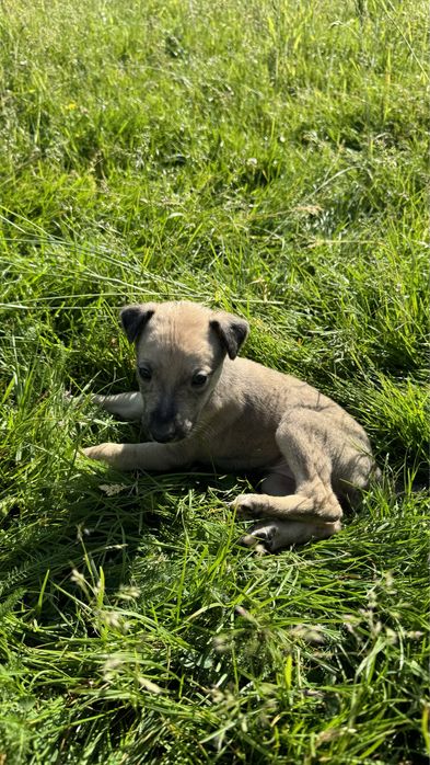 Цуценята породи Грейнхаунд